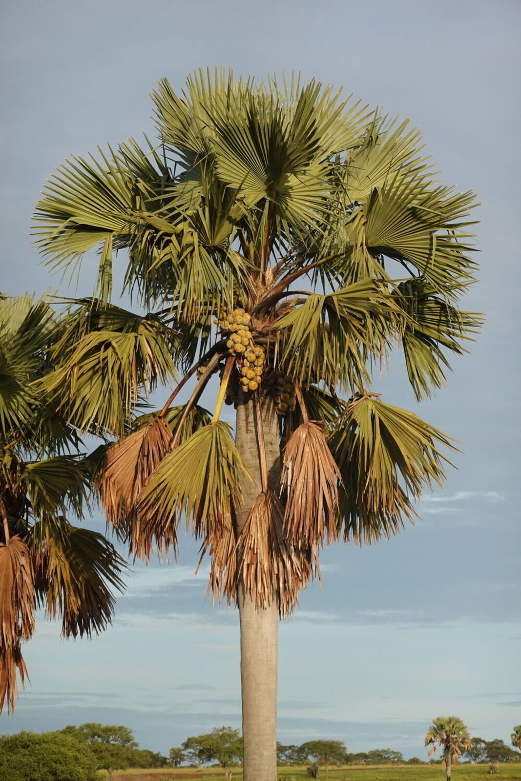 Borassus aethiopum